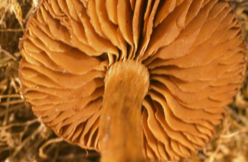 Cortinarius inexpectatus Brandrud